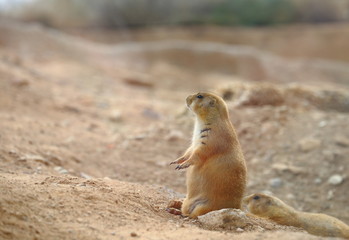 prairie dog