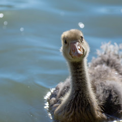 Baby goose