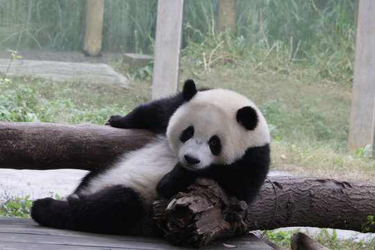 Fluffy and Playful Panda Cub in Chongqing, China