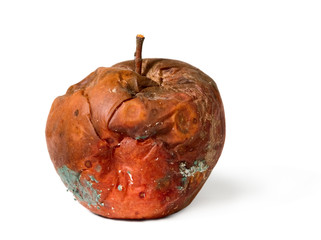 Old rotten apple on white isolated background