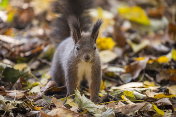 Cute curious red squirrel on autumn leaves