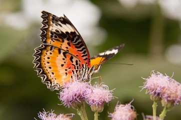 Papillon Cetosia