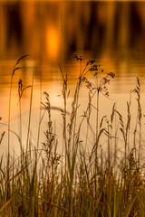 Golden Evening at the Lake