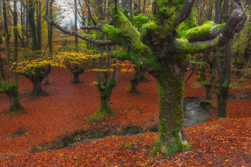 Otzarreta forest in Gorbea Natural Park