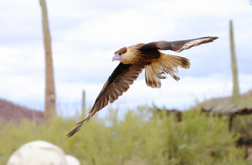 falcon