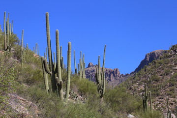 saguaros in sabino canyon
