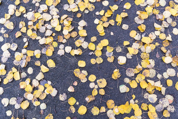 Fallen yellow leaves background