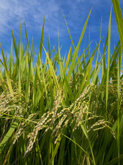 若い稲穂