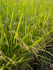 若い稲穂