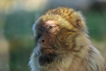  Barbary ape,  magot