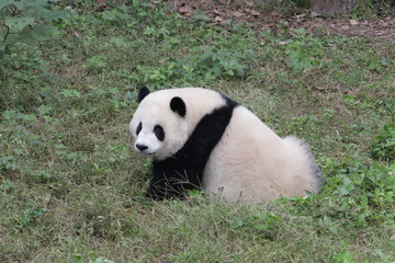 Obraz premium Panda Cub on the Playground, Chongqing,China