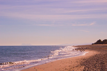 Gulls. Beautiful beach with birds. Costa del Sol, Andalusia, Spain.
