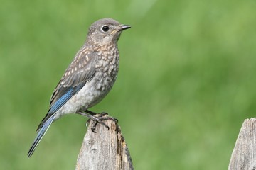 Baby Eastern Bluebird