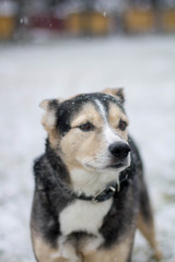 Naklejka na ściany i meble the dog meets the first snow. blizzard