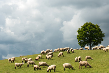 sheep pasture on the hill