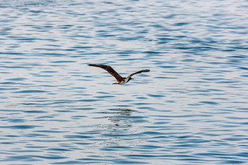 Peruvian booby (Sula variegata) flying in Paracas, Peru