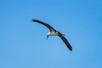 Peruvian booby (Sula variegata) flying in Paracas, Peru