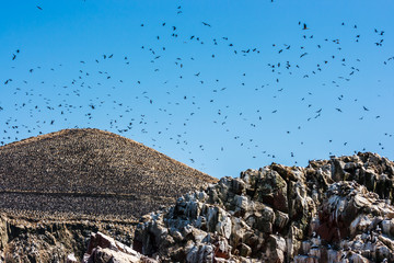 Flock of birds flying over Islas Ballestas, Paracas Peninsula, Peru