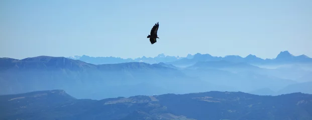 Deurstickers moutain eagle © simon