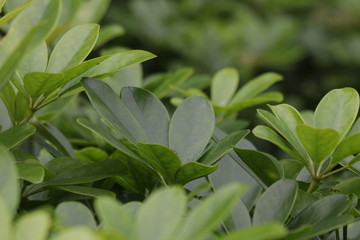 Obraz premium Rhythm of Green Leaves,Shade and Shadow