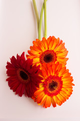 Gerber. Beautiful flowers. Summer decoration. Nature.