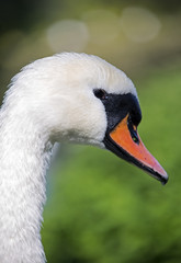 Fototapeta premium The swan cloe up image