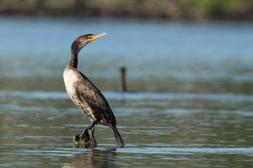 Double crested cormorant (Phalacrocorax auritus) on the Potomac River.