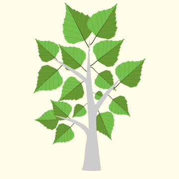 Vector Illustration of birch tree  with two color leaves on light yellow background. 