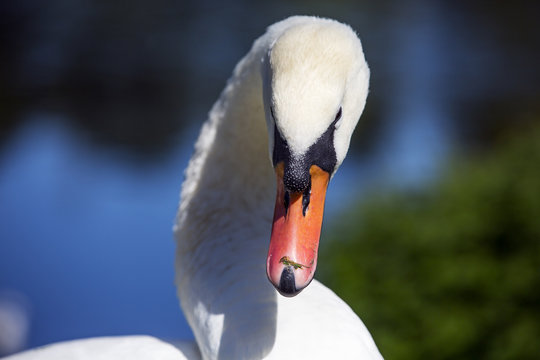 swan cloe up image with blue background