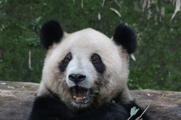 Fototapeta premium Giant Panda in Chongqing, China