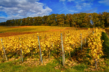 Fototapeta na wymiar Vineyards in autumn colours