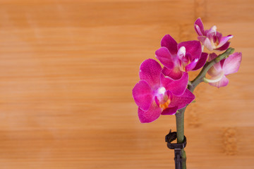 Orchid. Beautiful little pink flower. Tropical plant.