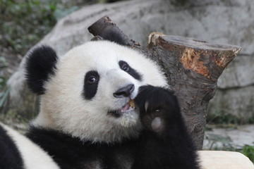 Happy Fluffy Panda Cub 