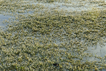 Obraz na płótnie Canvas aquatic plants in a pond in the pastures of the range of Saint Peter in Caceres, Spain.