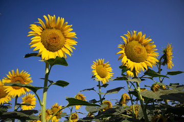 Obraz premium The yellow flower of the sunflower