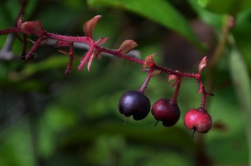 Berries