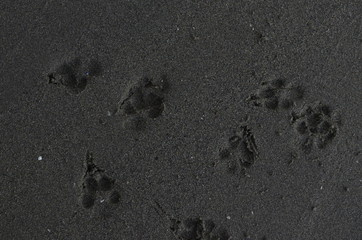 Pawprints