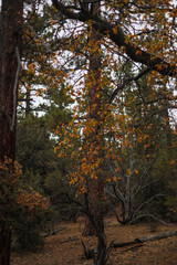 Orange Autumn Foliage against an oak tree and other trees of the forest (vertical)