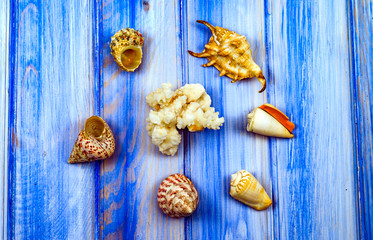 various sea shells on a blue wooden background