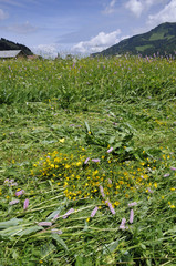 Naklejka premium gemähte wiese im kleinwalsertal