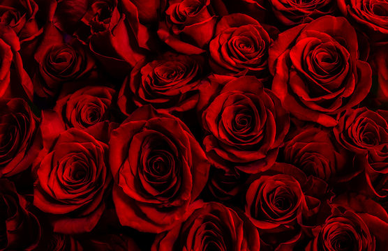 red roses background. greeting card with  roses
