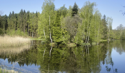 Fototapeta na wymiar Forest Lake in germany with reflection in the water