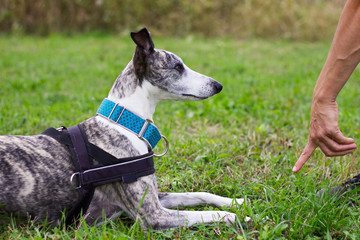 The owner commands her dog. Whippet trains the command to lie down. 