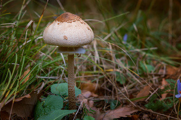 Edible mushroom Macrolepiota procera known as parasol mushroom in autumn forest
