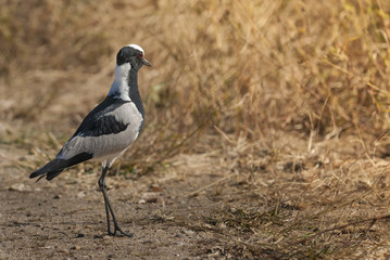 Blacksmith Plover