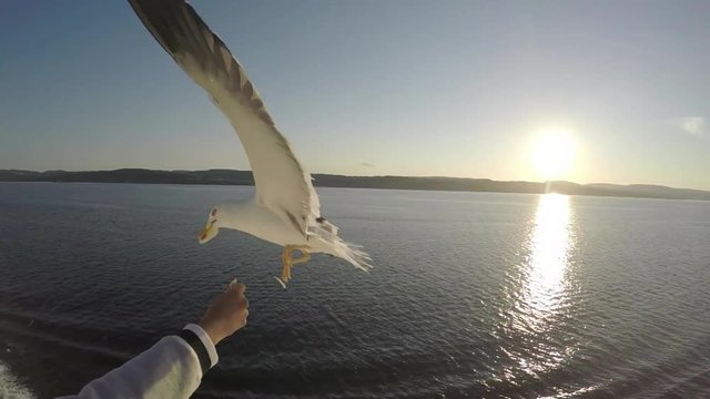 Seem&ouml;we f&uuml;ttern