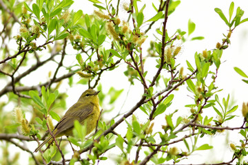 Orange-crowned Warbler