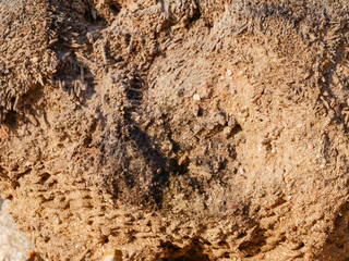 wood surface background