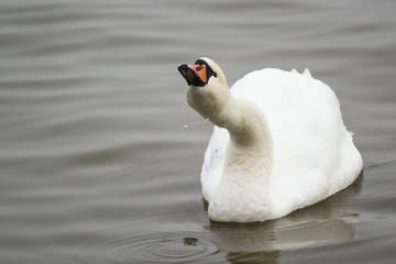 beautiful white swan drinking water