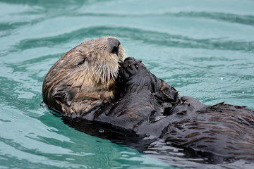 Frolicking Sea Otters